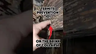 How To Prevent Termites #termites #termitecontrol