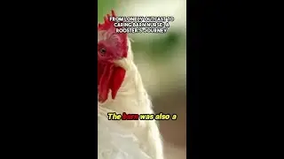 Witness the Heartwarming Transformation of a Rooster into a Caring Companion!