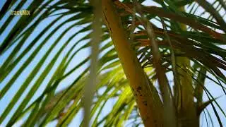 🌺 Zouk Love | Romantic Caribbean Music | Royalty Free Track 🌺