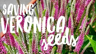 Collecting Veronica Seeds on How to Grow a Garden with Scarlett