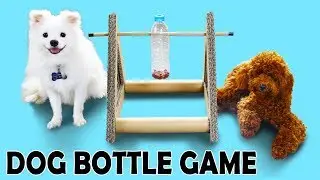 DIY Dog Bottle Game- Brain Games For Dogs