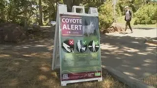 Response to coyote attack involving girl in SF's Botanical Gardens questioned: Why was a pup shot?