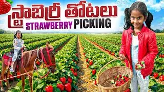 Strawberry Picking Near Bangalore 🍓 | A Day at Bangalore Berry Company