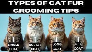 Cat Fur types 101: Essential Grooming Hacks for Healthy, Shiny Coats!