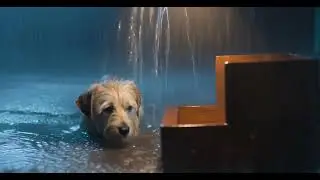  &bull; &ldquo;This Dog in the Rain&hellip; 💔 #Shorts&rdquo; #doginrain #animalshorts #doglove 