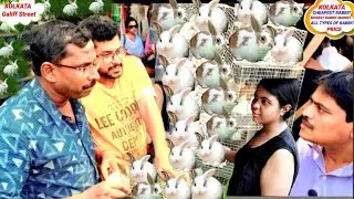 RABBIT HAMSTER RECENT PRICE AT GALIFF STREET!  RABBIT HAMSTER MARKET IN INDIA ! GALIFF STREET