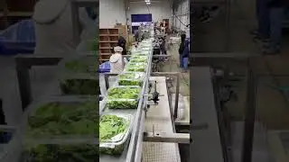Lettuce Packaging & Labeling Line