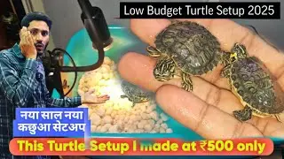 New Turtle Tank set-up under 500,  My new Yellow belli turtle 🐢