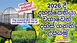 එක පොලිටනල් එකෙන් දාස්පෙතියා මල් 90000ක් Marigold Cultivation #flowerplanting #marigold #polytunnel