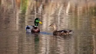 Mallard Courtship and Mating Ritual !