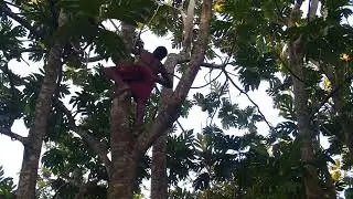 Jamaican Country Life- Picking Breadfruit