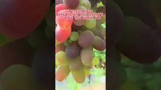 Farmers have been hiding this variety &mdash; now you know #fruit #grapenation #fruitcultivation #garden