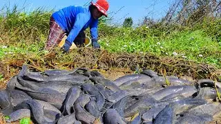 wow top unique fishing, best hand fishing - catching a lot of fish under grass at field by best hand