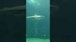 IKAN HIU DI SEAWORLD ANCOL #seaworld #aquarium #ancol
