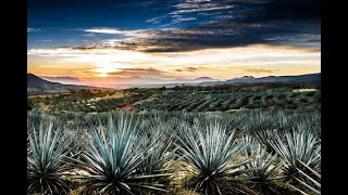 Cinoco Masterclass Tequila Mezcal   20230619