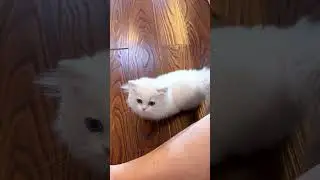 As long as the kitten is sitting and chattering, there will be a Minute short-legged cat