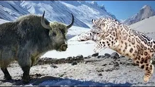 Yak Vs Leopard Bull Vs Yak terrifying fight