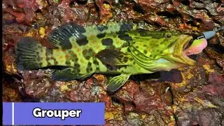 Angler's Paradise: Backwaters Fishing in Goa #indiafishing #goafishing#snapper
