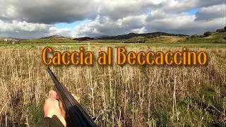 Caccia al Beccaccino con sorpresa imprevista....non è Lapo il cane da Beccaccini - Chasse au Snipe