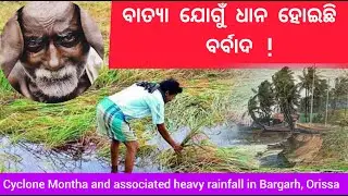 ଧାନ ନଷ୍ଟ ହେବା ଯୋଗୁଁ ଚାଷୀ ବହୁତ ଦୁଃଖିତ  ! Cyclone heavy rain Crop loss in Bargarh ! Babul Chhanda