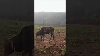 Detik detik sapi mati tersambar Petir #sapi #mati #8seconds