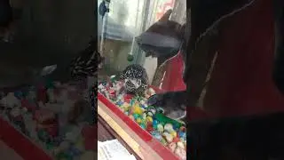 Two monster shark #fish #minivideos #paulcuffaro #newfish #catch #newsetup #attack  #funnyfish