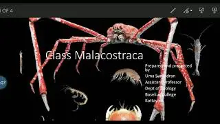 Phylum Arthropoda-Subphylum Crustacea- class Malacostraca-explanation in Malayalam