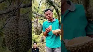 Durian Bawor #durian #panendurian #durianlezat #duriansuper #duriansegar #durianidaman #duriansehat
