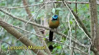 Lesson's Motmot | Birds of Costa Rica | Natural sounds #birds #nature #rainforest