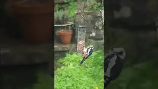 Woodpeckers' fluffy legs #ukbirds