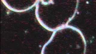MICROSCOPIA IN CAMPO OSCURO D6