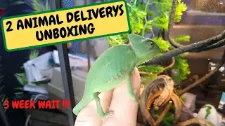 2 ANIMAL DELIVERY'S UNBOXING 3 WEEK WAIT (Snake Island Exotics)
