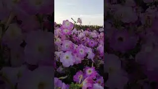 Sharjah university garden