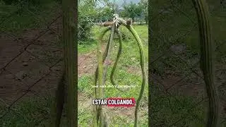 #cactus #cactusmania