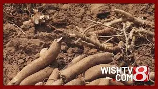 Investigation reveals concerning levels of lead in cassava products