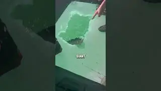 Losing the BIGGEST Trout in the Lake