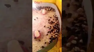 Desi Kaveri Chicks Day 1