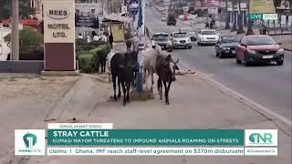 Enough is Enough! Kumasi Mayor Moves Against Stray Cattle Menace  |  Channel One News