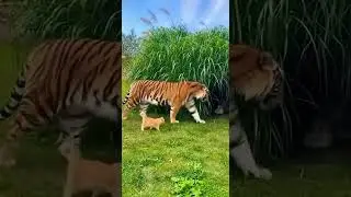 😱A Kitten Fell Into the Tiger&rsquo;s Enclosure