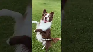 Can Dogs Really Understand Human Words? 🐾🗣️