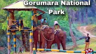 Gorumara national park | Gorumara national park safari  | Gorumara national park elephant attack