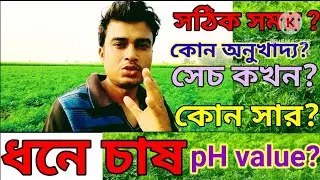 ধনে চাষ পদ্ধতি |ধনে চাষের পরিচর্যা |ধনে চাষে অধিক ফলন | Dhonia Chas poddhoti |