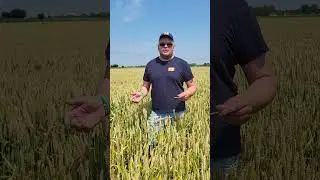 Record produttivo di frumento ibrido Hystar RV Venturoli a Cremona