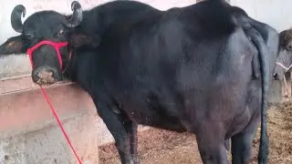 राजस्थान मारवाड़ कि शानदार भैंस सेल के लिए उपलब्ध है 6375344525 #animals#farming #dairyfarm #marwad 