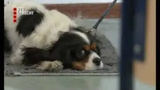 Hond op school in Utrecht