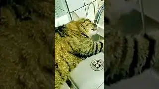 Ах, эти милые коты 46. Ah, these cute cats 46. #musicvideo #cat #cute #котики #кот #pets #petsvideo