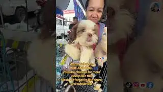 Small type pomeranian, small type shih tzu ang cute #grottopetmarket #cutepuppiesvideoscute 🥰