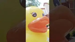 Pop The Ducky #laugh #ducky #subscribe