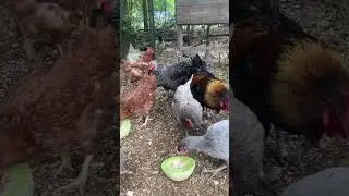 Chickens eating honeydew melon for the first time