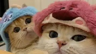 ニューステ